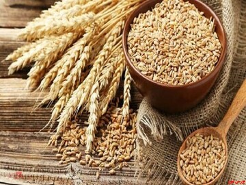 قیمت جهانی برنج با گندم و ذرت همراه نشد
