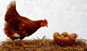 مرغ و تخم مرغ گران شد