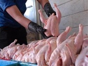 نرخ تورم تولید مرغ در کشور چقدر است؟