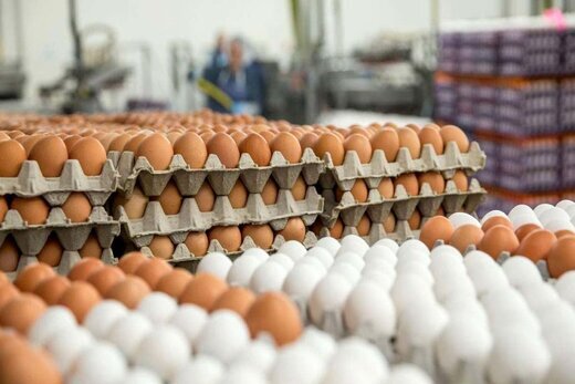 صادرات تخم مرغ به ۱۱۵ هزار تن رسید