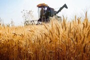 تولید گندم در کشور چقدر رشد خواهد کرد؟