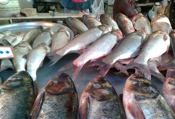 ماهی در بازار امروز کیلویی چند فروش رفت؟ 