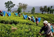 توقف خرید چای ایران از سریلانکا