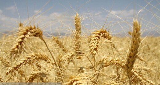 رشد ۱۸ درصدی خرید تضمینی گندم نسبت به سال قبل