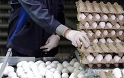 تغییر جانانه قیمت تخم‌مرغ در بازار میادین میوه و تره‌بار
