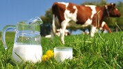 کمترین تورم سالانه برای «شیر» ثبت شد