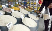 تولید برنج امسال کم شد/ برنج گران می شود؟