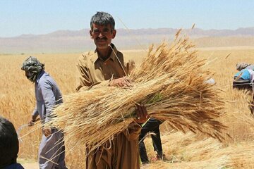 پیش بینی تولید ۱۳ میلیون تن گندم در سالجاری