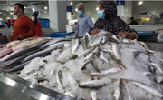 مصرف ماهی‌ در کشور به خاطر گرانی کم شد 