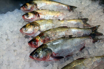  ادعای عجیب شیلات: سرانه مصرف ماهی ۱۳.۸ کیلوگرم 