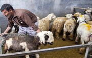 افزایش بیش از ۱۶۰ درصدی قیمت گوسفند زنده
