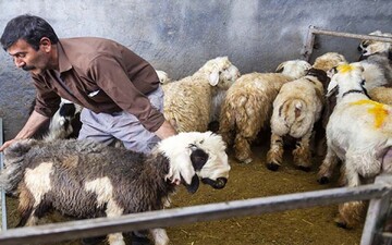 افزایش بیش از ۱۶۰ درصدی قیمت گوسفند زنده
