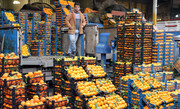اعلام قیمت عمده انواع میوه و سبزی در بازار +جدول