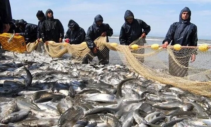 افزایش ۱۳ درصدی صید ماهیان استخوانی 