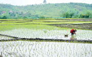 امسال چقدر تولید برنج داشتیم؟
