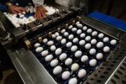 ​صادرات ۱۱۰ هزار تن تخم مرغ تا پایان آبان 