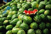 توزیع ۱۲۰ هزار تن هندوانه در شب یلدا