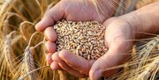 ترکیه در رتبه اول صادرات آرد گندم در جهان قرار گرفت
