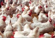 جوجه ریزی مرغ گوشتی در کشور رکورد زد