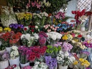 چرا قیمت گل گران است؟
