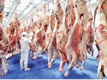 کاهش قیمت گوشت در راه است