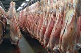 توزیع روزانه ۳۰۰ تن گوشت گرم وارداتی