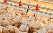 صادرات ۸ هزار تن مرغ به بازارهای هدف