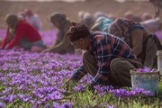 تفاهم نامه جدید ایران و فائو در زمینه تولید زعفران