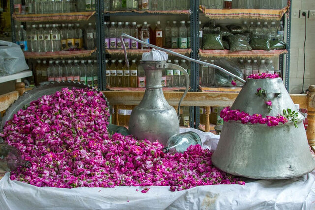 ایران رتبه اول تولید غنچه گل محمدی و گلاب را در دنیا دارد
