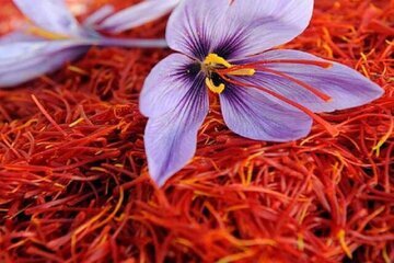 معامله ۲۶۵ کیلوگرم زعفران در بازار آتی بورس کالا معامله ۲۶۵ کیلوگرم زعفران در بازار آتی بورس کالا