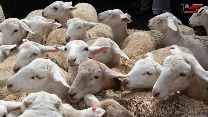 خطر خشکسالی بر سر صنعت تولید گوشت قرمز