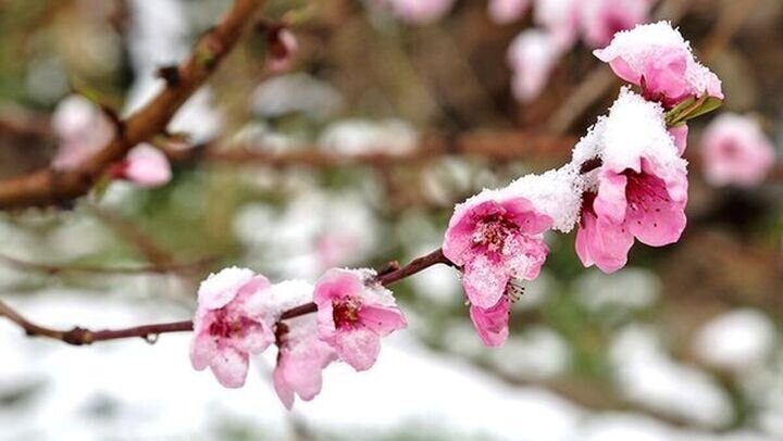 برف بهاری؛ مهمانی غیرمنتظره در ایران