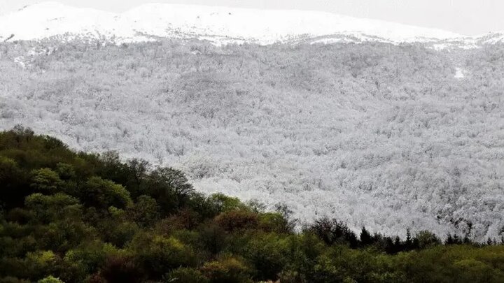 برف بهاری جنگل‌های هیرکانی را سفیدپوش کرد