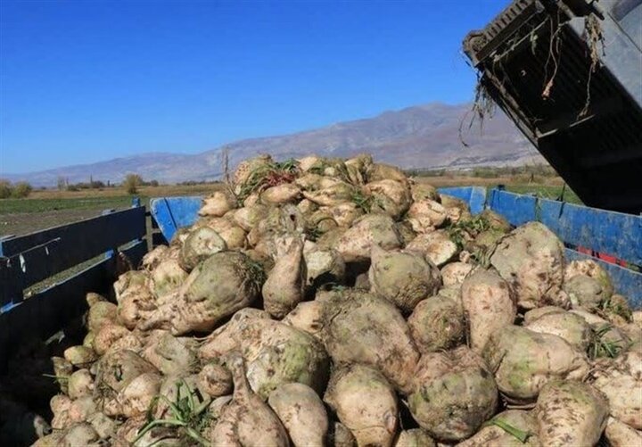 شکست رکورد جدید در کشت چغندرقند ایران