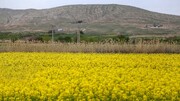 خرید دانه‌های روغنی به ۱۳۹ هزارتن رسید