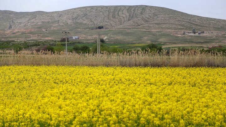 خرید دانههای روغنی به ۱۳۹ هزارتن رسید خرید دانههای روغنی به ۱۳۹ هزارتن رسید