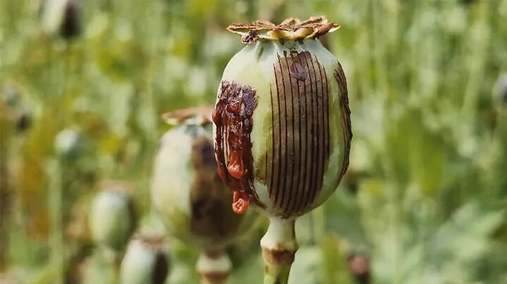 پایتخت مصرف تریاک در ایران مشخص شد