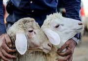 قیمت جدید دام‌زنده ۱۶ آبان‌ماه ۱۴۰۴ اعلام شد