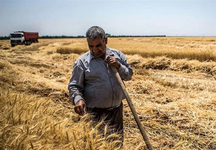 زمان دقیق پرداخت مطالبات گندمکاران اعلام شد