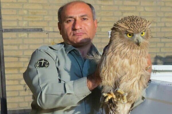 دومین قاتل محیط بان کوه خاییز دستگیر شد