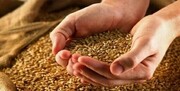 فرصت یک‌ماهه واردات نهاده‌های دامی آغاز شد