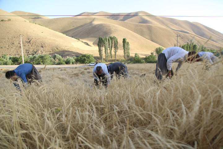 خرید ۵۳ هزار تن گندم در کردستان و حفظ جایگ...