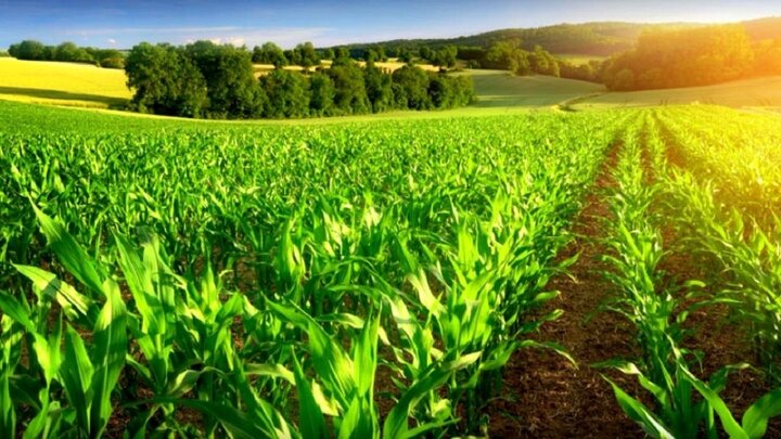 کشت فراسرزمینی: راهکاری نوین برای افزایش ا...