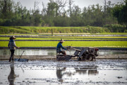لجبازی کشاورزان مازندران برای کشت دوم برنج