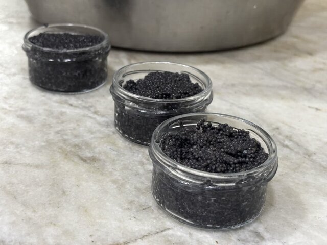 صادرات ۲۸۸ کیلوگرم خاویار از مازندران