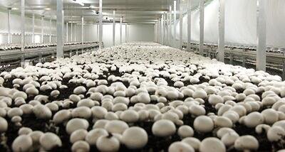 خوزستان، پیشتاز تولید قارچ خوراکی کشور شد