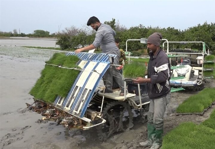 واکنش نماینده بابل به تکرار ادعاهای کمبود برنج