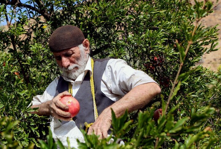 وزیر جهاد کشاورزی: رشد صادرات محصولات کشاورزی