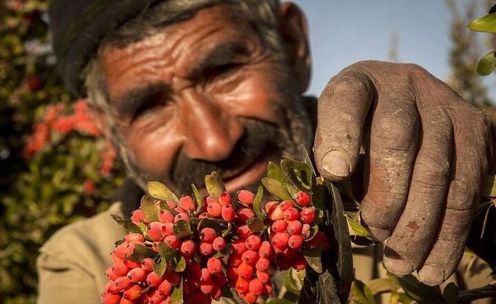 نوبت رونق معاملات کشاورزی در بورس کالا فرارسیده است؟