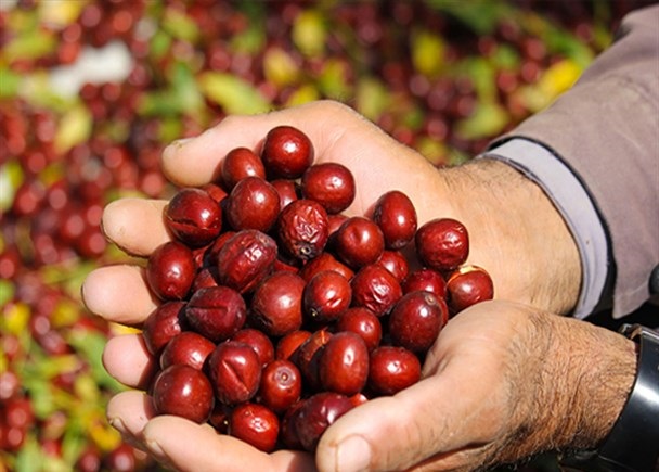 ارزش بازار مشتقه طلا از ۱.۲ همت گذشت/ گواهی سپرده عناب و زرشک